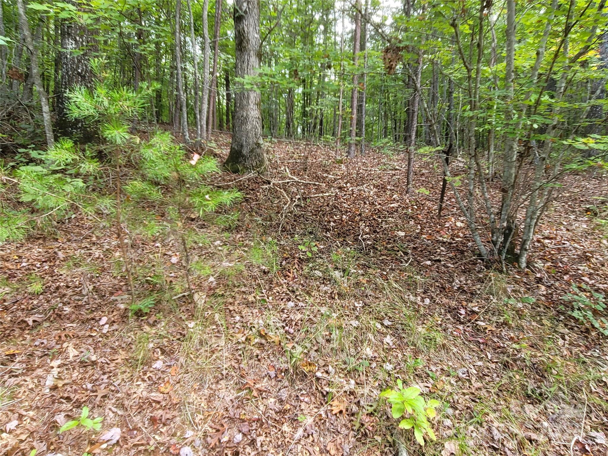 0 Big Level Road Mill Spring, NC 28756 - Photo 12 of 24 a view of a forest with trees in the background