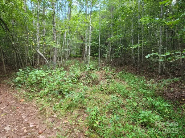 a view of a forest with trees in the background