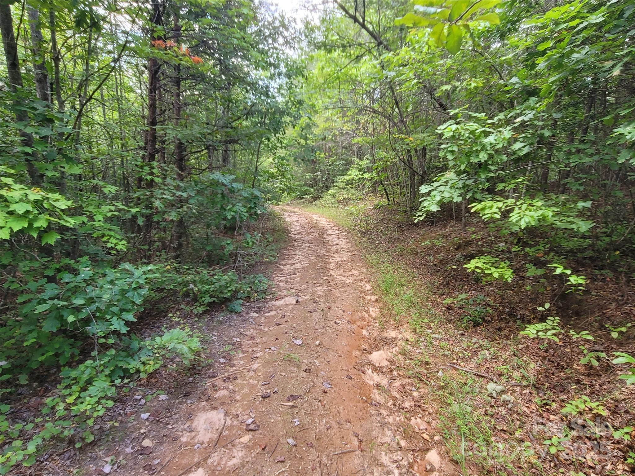 0 Big Level Road Mill Spring, NC 28756 - Photo 14 of 24 a view of a forest with trees in the background