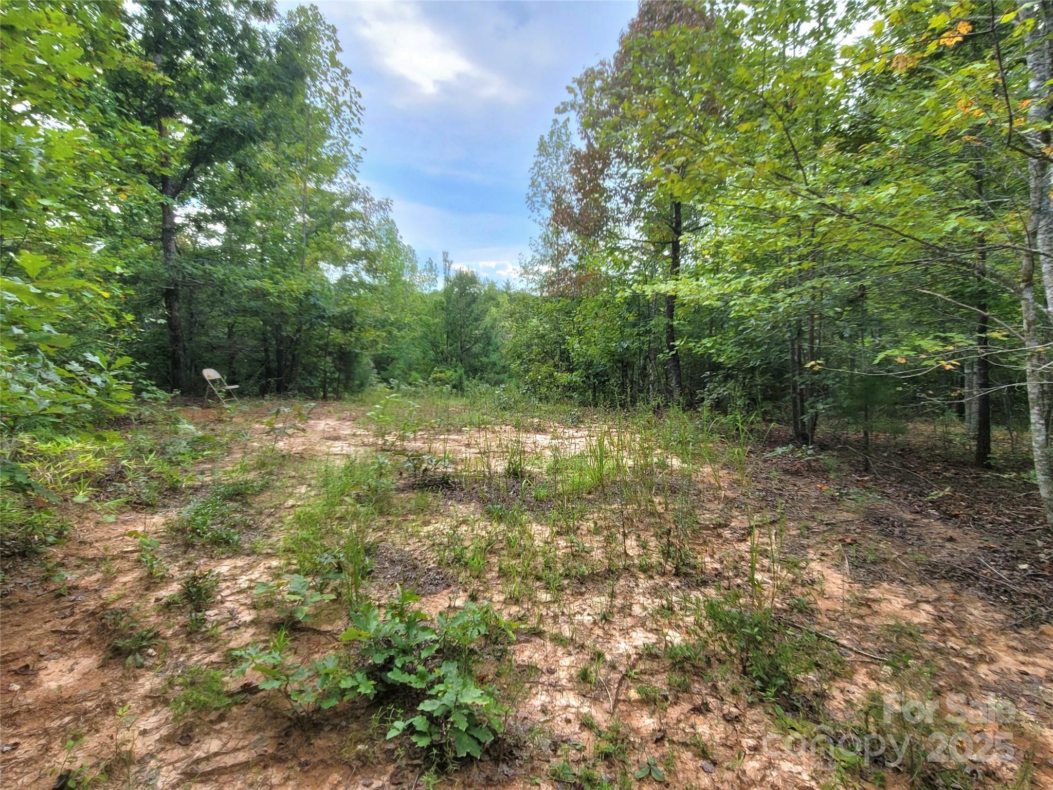 0 Big Level Road Mill Spring, NC 28756 - Photo 16 of 24 a big yard with lots of green space and deers