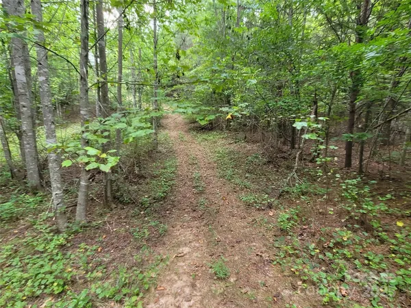 a view of a forest with trees in the background
