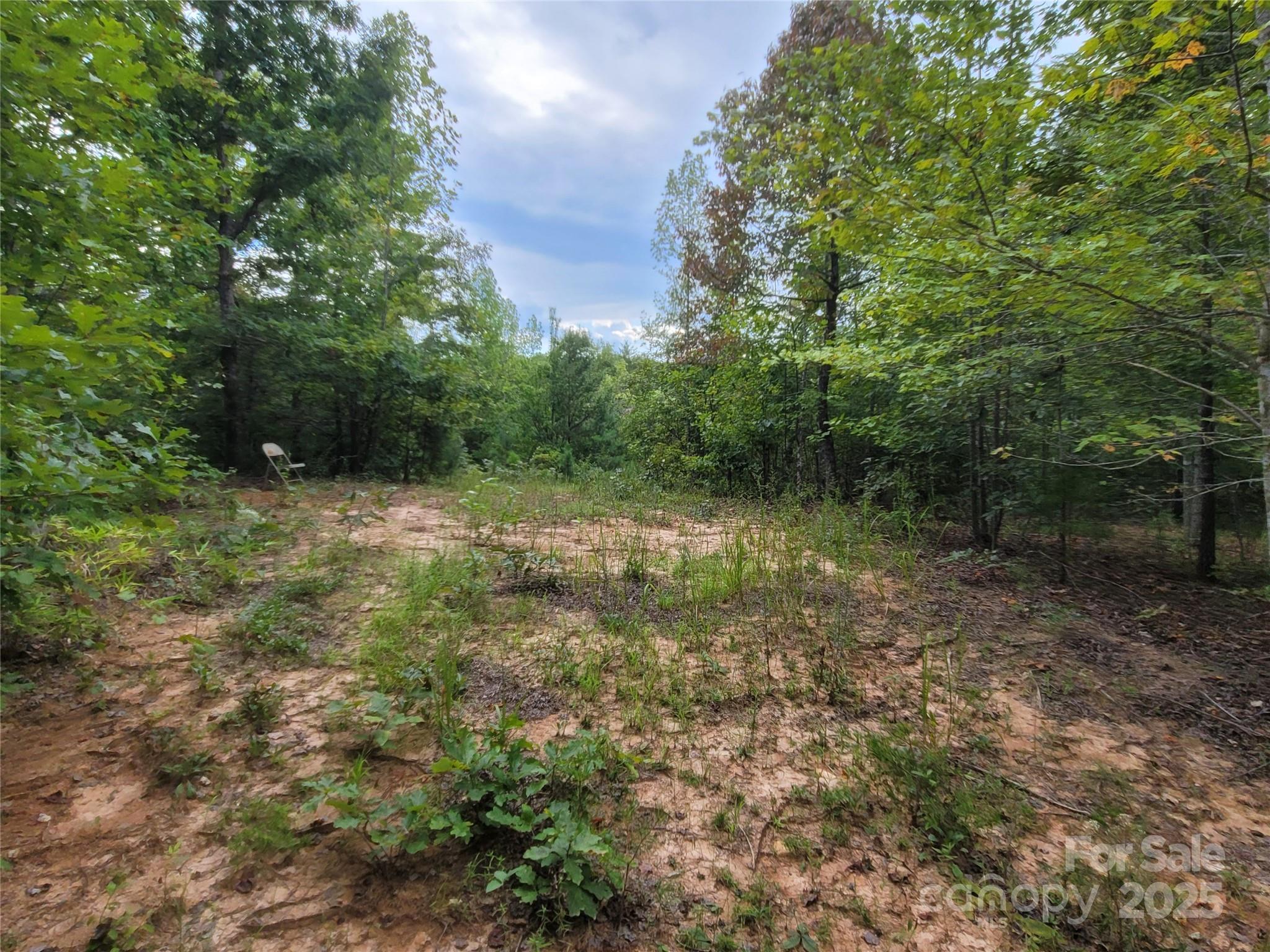 0 Big Level Road Mill Spring, NC 28756 - Photo 18 of 24 a view of a forest with trees in the background