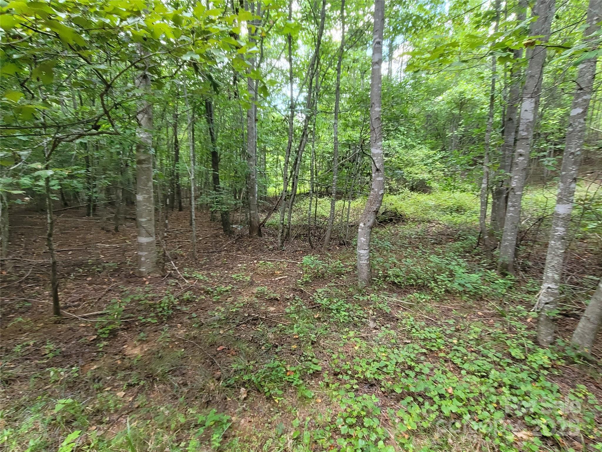 0 Big Level Road Mill Spring, NC 28756 - Photo 21 of 24 a view of a forest with trees in the background