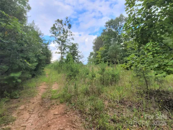 a view of a forest with trees in the background
