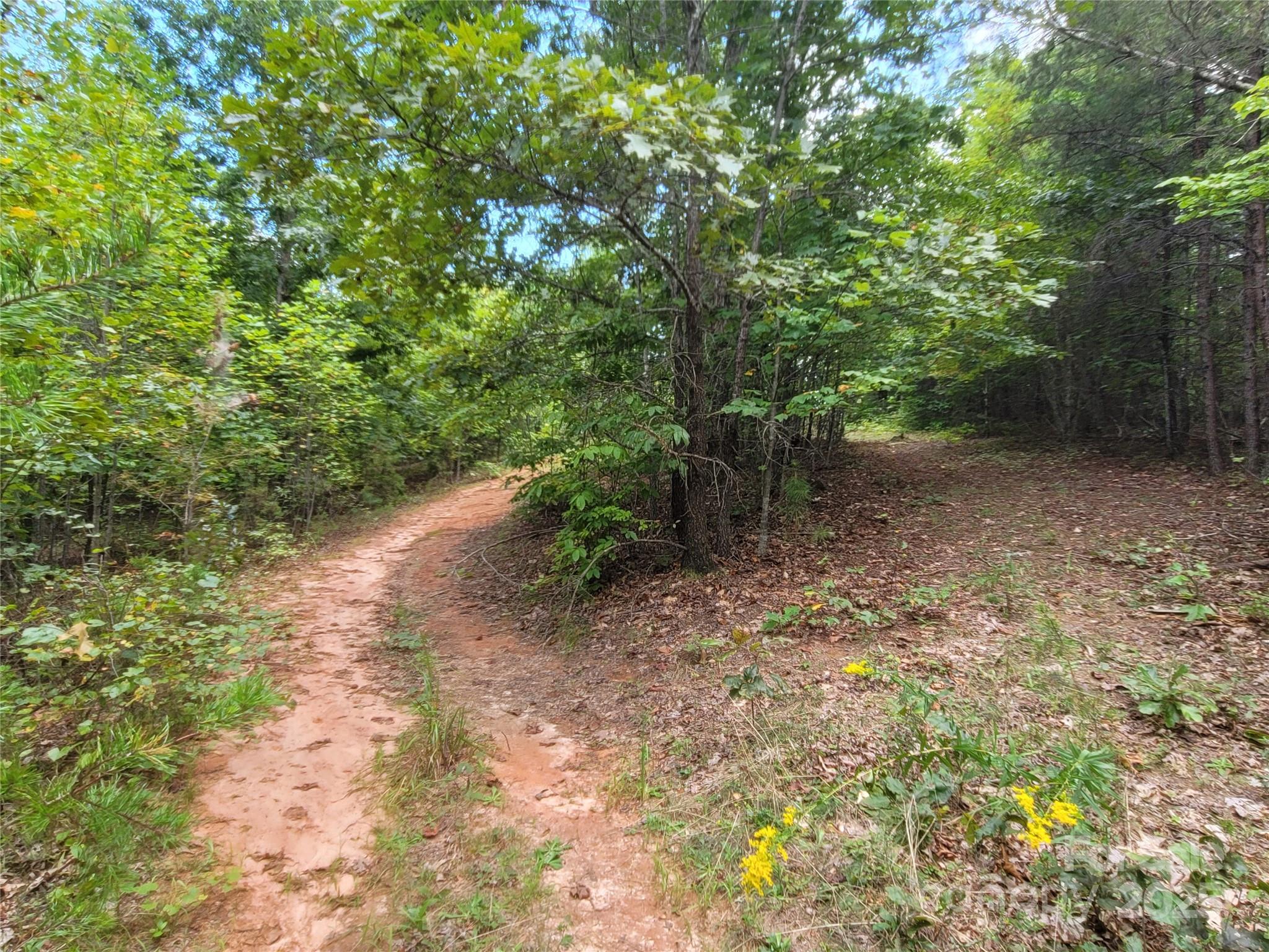 0 Big Level Road Mill Spring, NC 28756 - Photo 23 of 24 a view of a forest with trees in the background