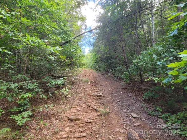 a view of a forest with trees in the background