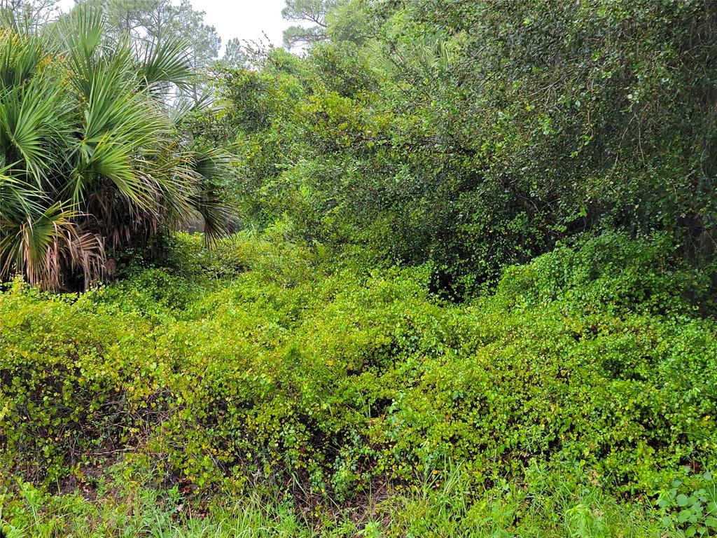 580 South Estribo Street Clewiston, FL 33440 - Photo 3 of 3 a view of a lush green forest