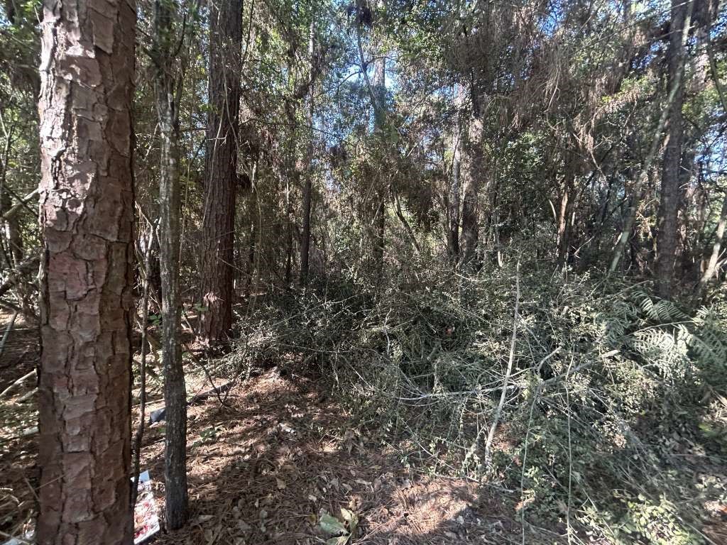 Lot 334 Powdrill Buna, TX 77612 - Photo 1 of 3 a view of a yard with a tree