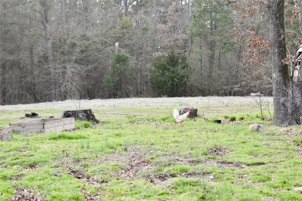 509 County Road 35985 Powderly, TX 75473 - Photo 24 of 37 a view of a dry yard with large trees