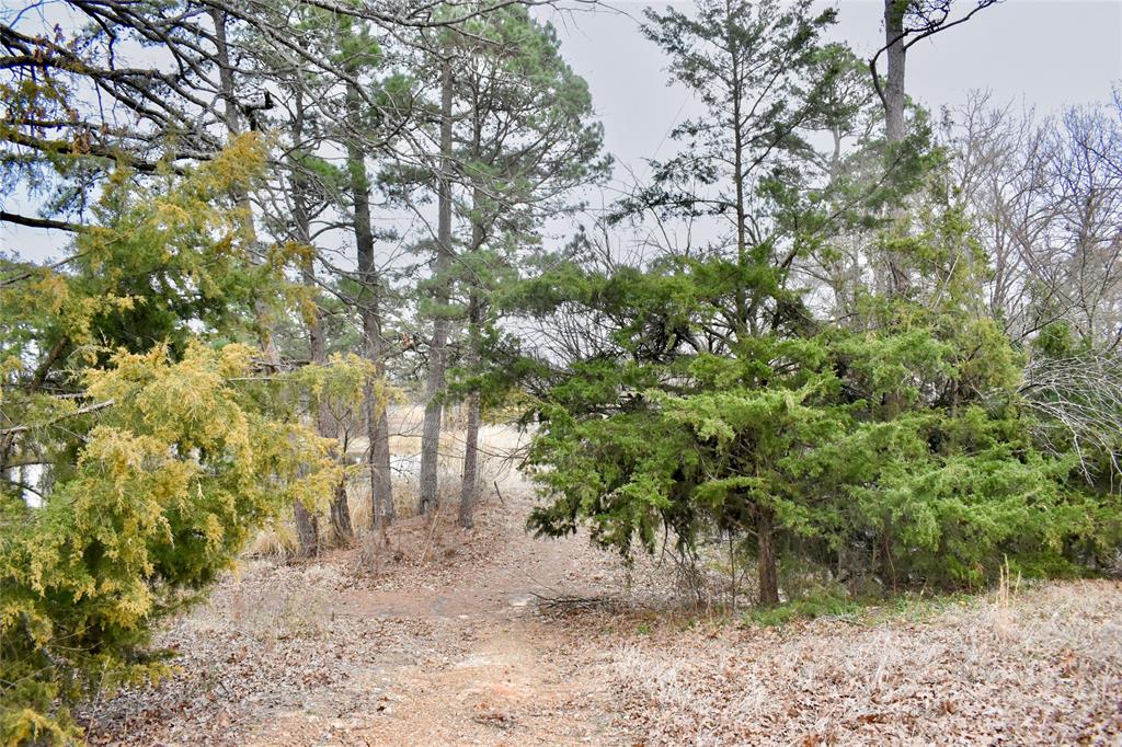 509 County Road 35985 Powderly, TX 75473 - Photo 28 of 37 a view of a yard with plants and trees