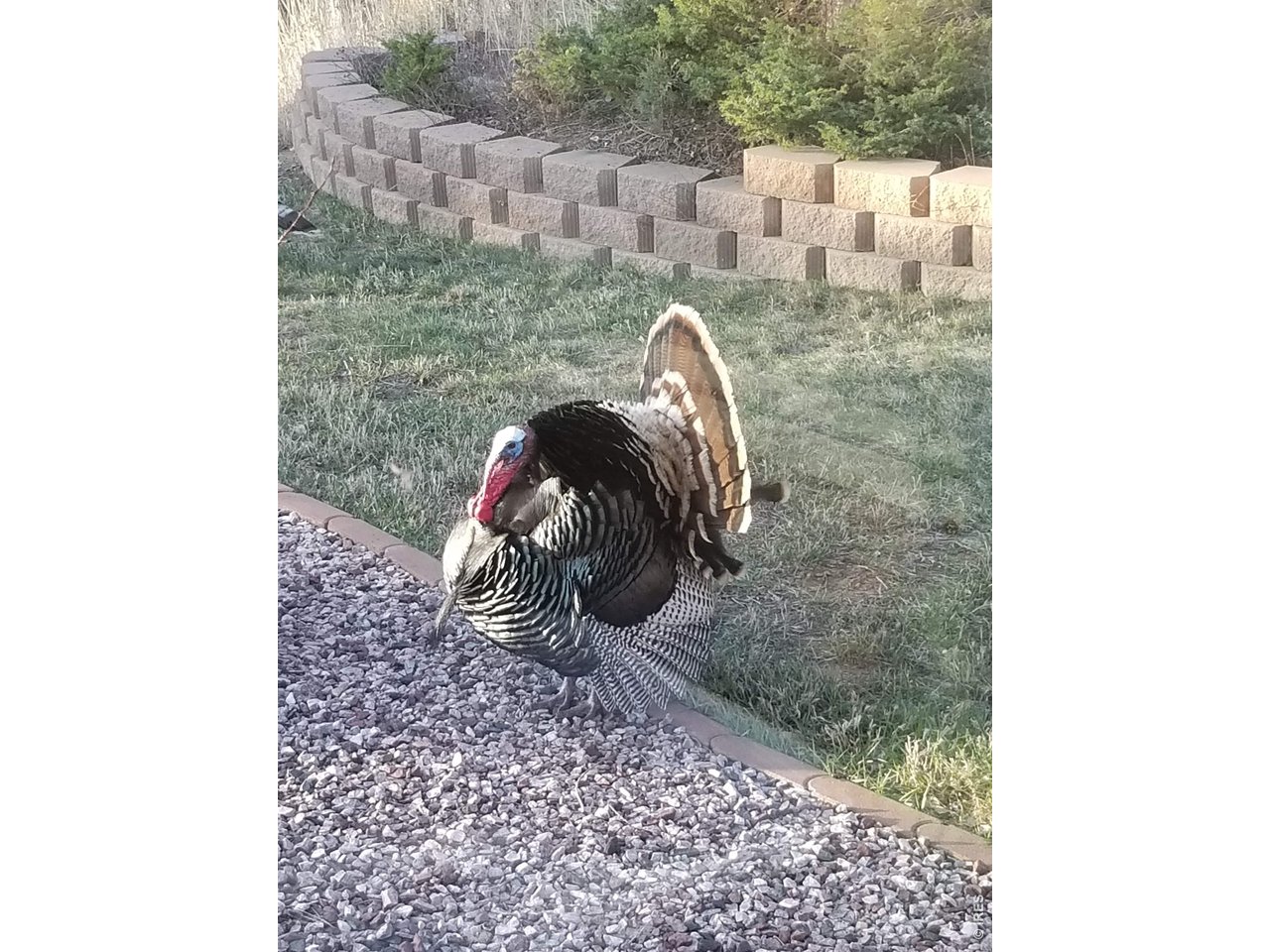 96 Lone Wolf Road Loveland, CO 80537 - Photo 33 of 34 Wild Turkey