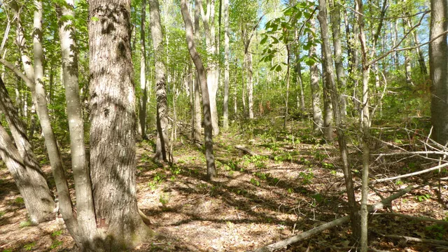 $24,950 | Tract 9 Dusty Lane, Martinsville, VA 24112