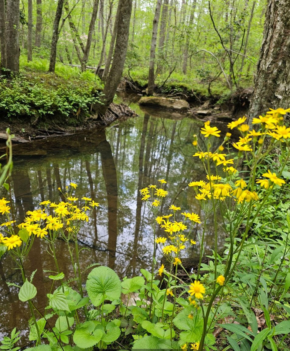 0 Big Mine Road Palmer, TN 37365 - Photo 1 of 19 a view of a lake