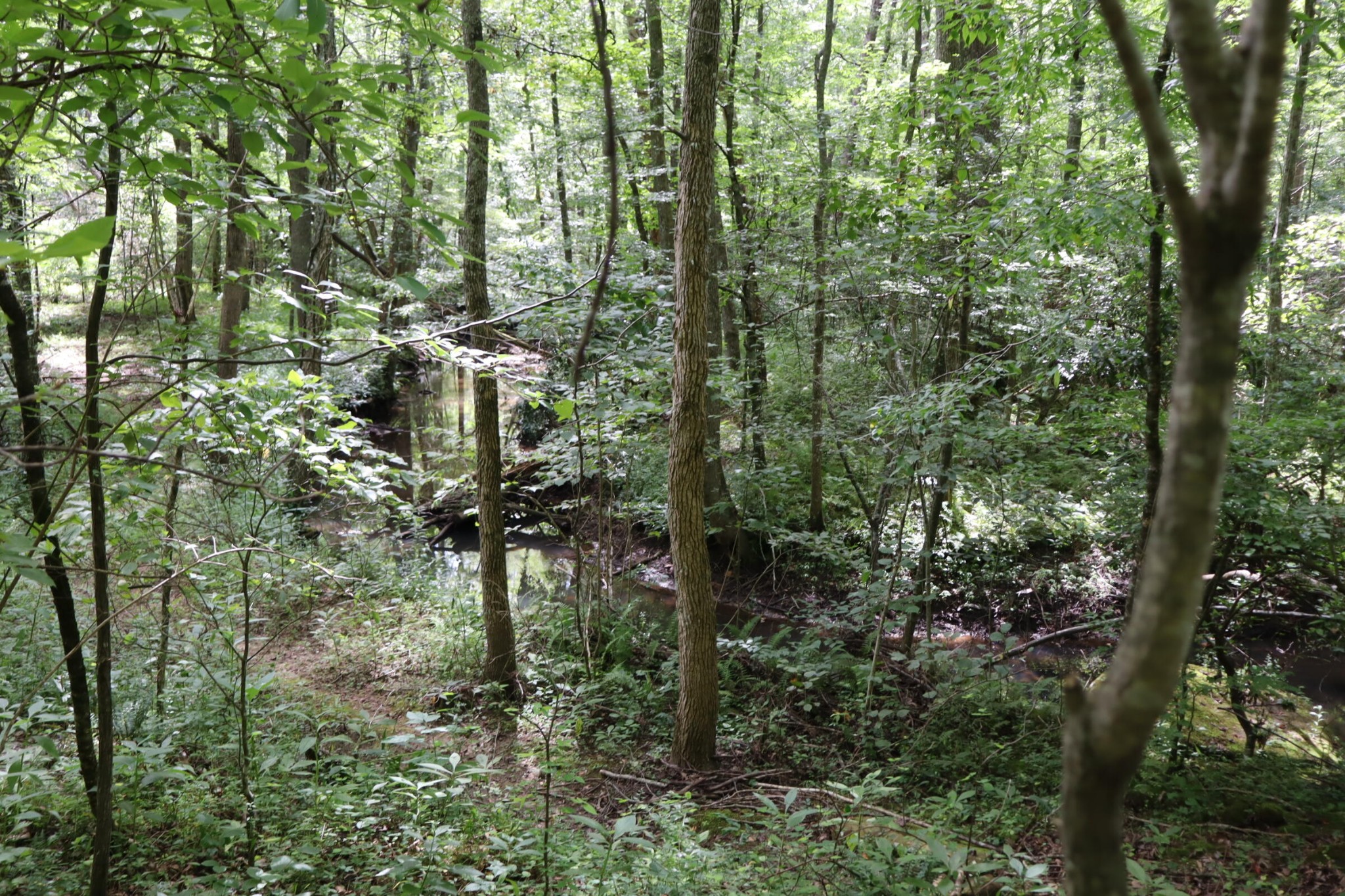 0 Big Mine Road Palmer, TN 37365 - Photo 11 of 19 a view of a forest with trees