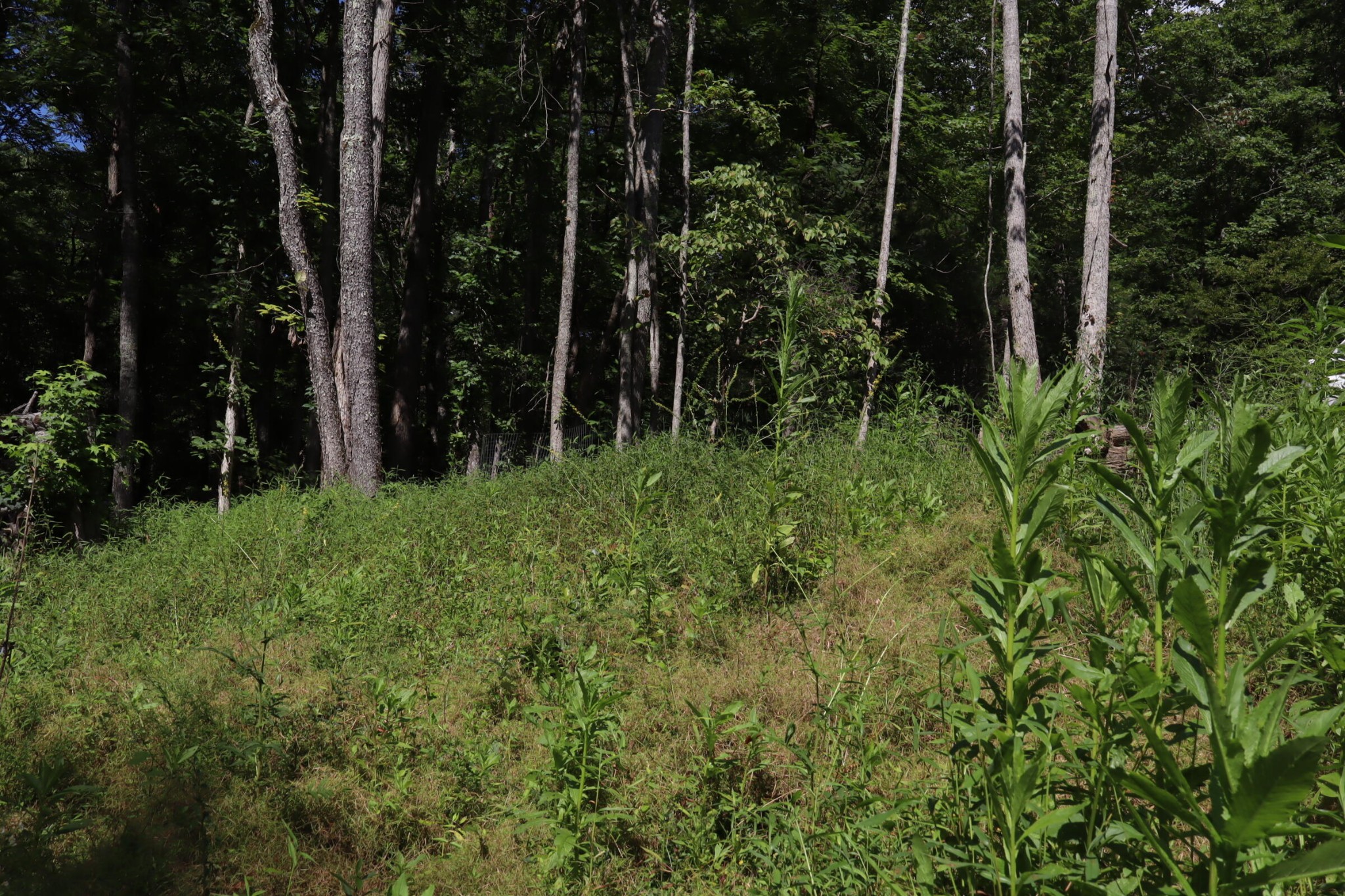 0 Big Mine Road Palmer, TN 37365 - Photo 12 of 19 a view of outdoor space and garden