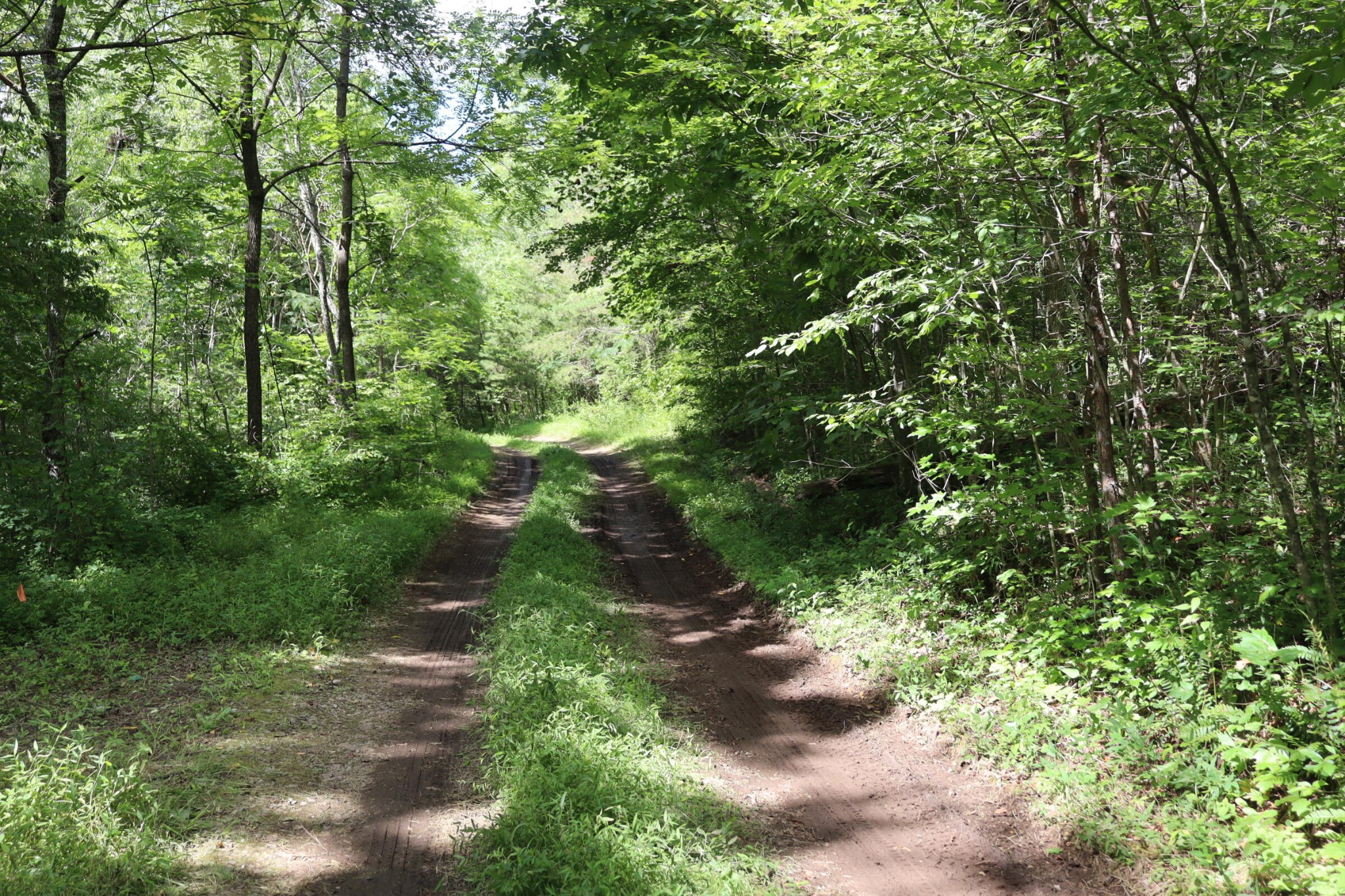 0 Big Mine Road Palmer, TN 37365 - Photo 13 of 19 a view of a forest with trees
