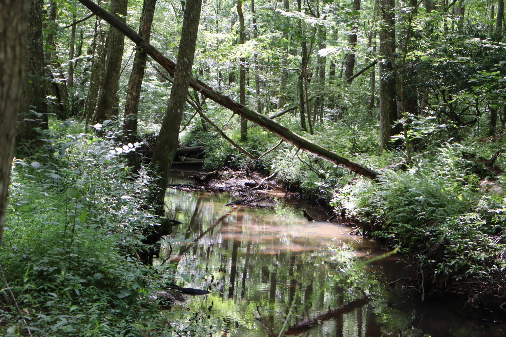 0 Big Mine Road Palmer, TN 37365 - Photo 15 of 19 a view of a yard with a tree