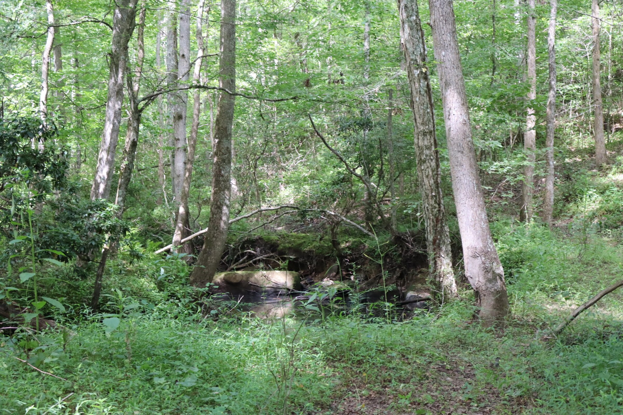 0 Big Mine Road Palmer, TN 37365 - Photo 16 of 19 a backyard of a house with lots of green space and trees