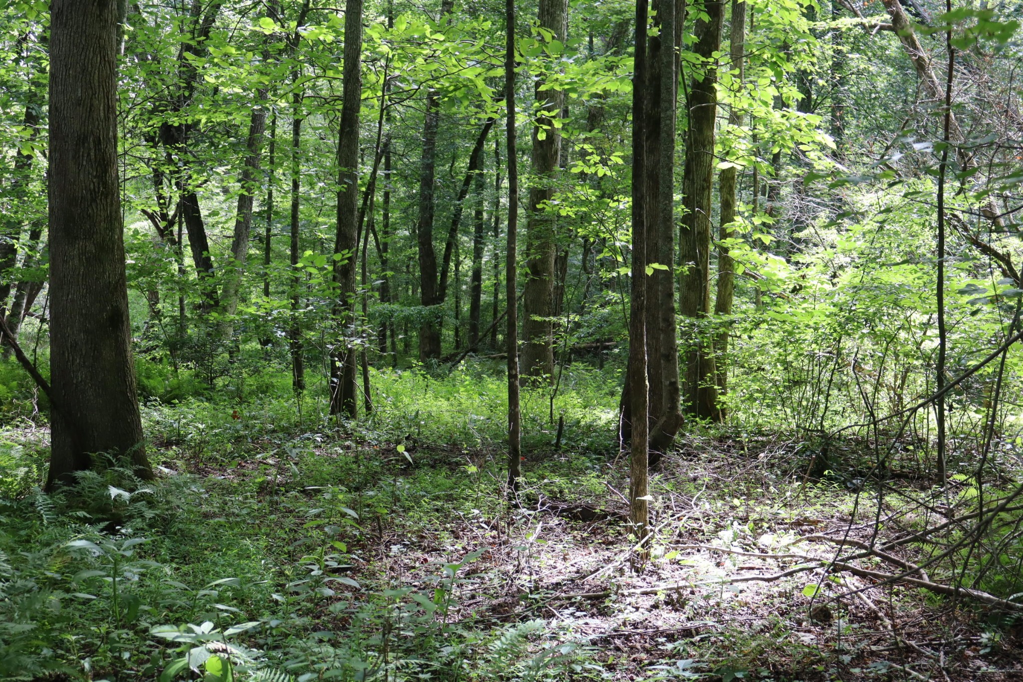 0 Big Mine Road Palmer, TN 37365 - Photo 17 of 19 a view of forest