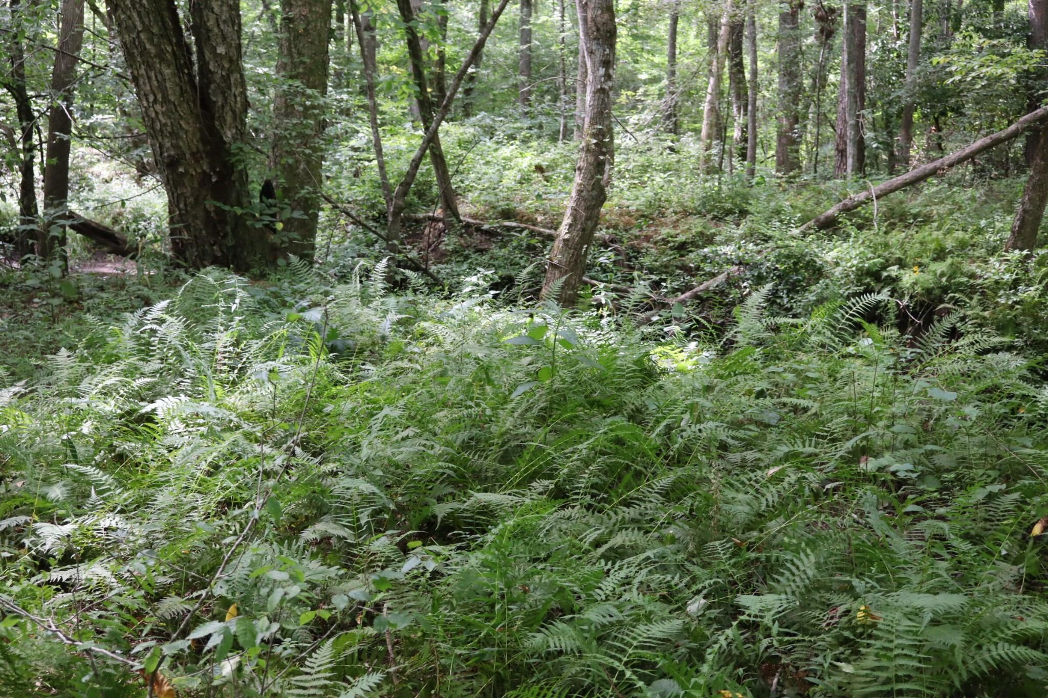 0 Big Mine Road Palmer, TN 37365 - Photo 18 of 19 a view of a lush green forest