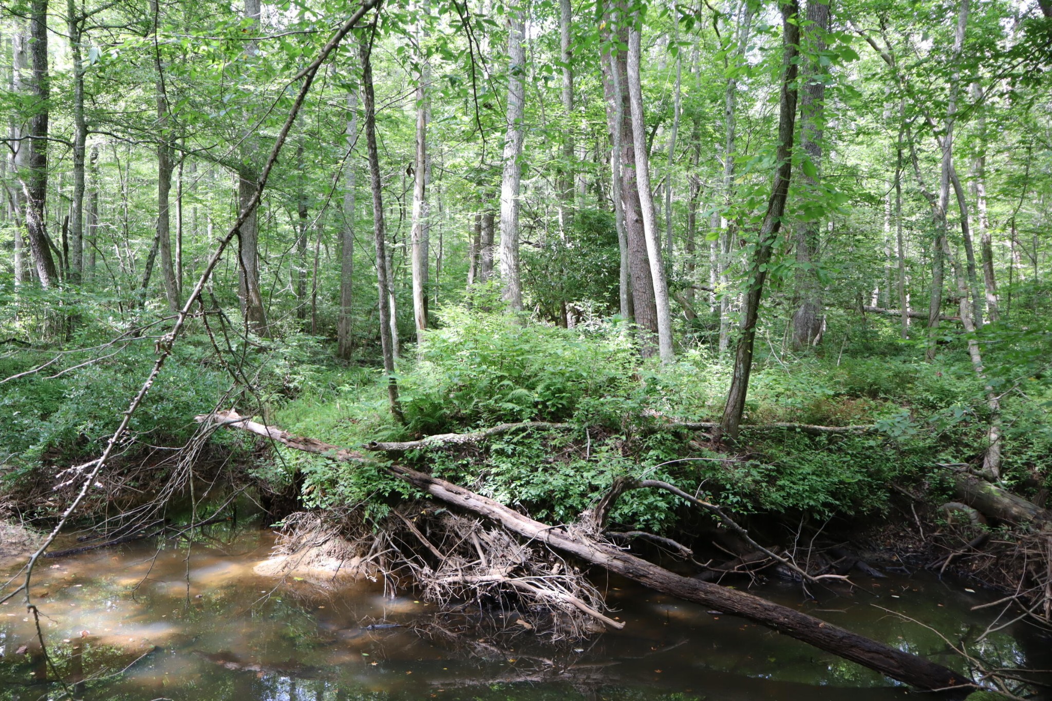 0 Big Mine Road Palmer, TN 37365 - Photo 19 of 19 a view of backyard with green space