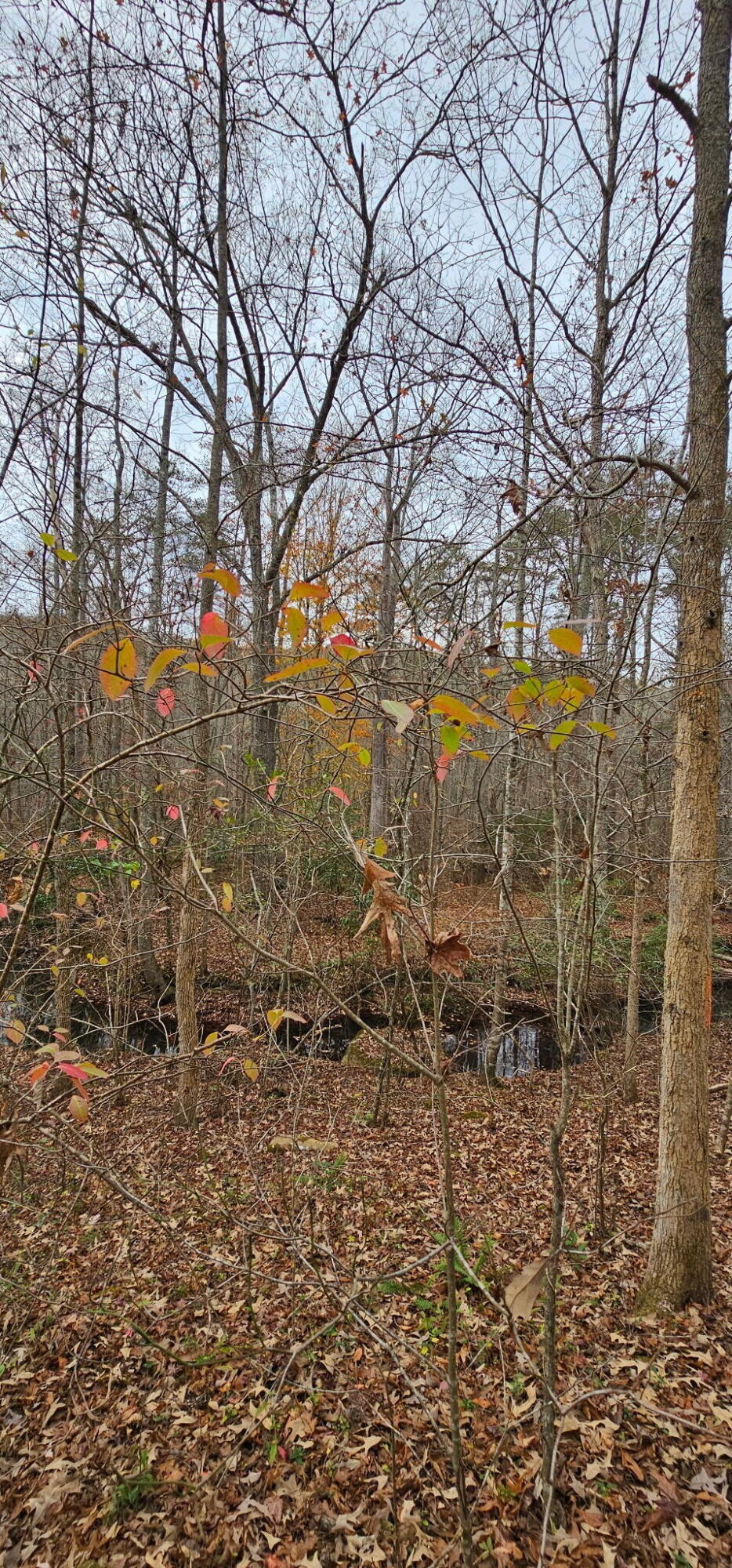 0 Big Mine Road Palmer, TN 37365 - Photo 5 of 19 a view of a yard with plants and trees