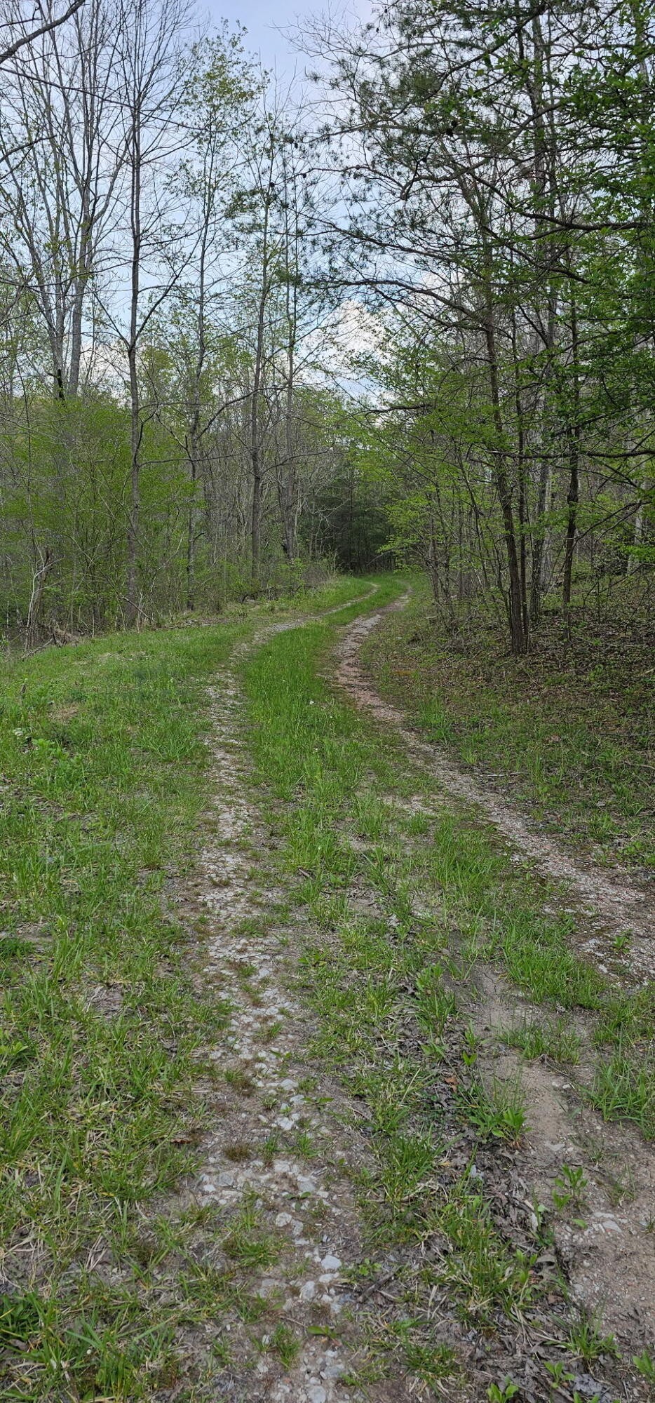 0 Big Mine Road Palmer, TN 37365 - Photo 6 of 19 a view of a field with an trees