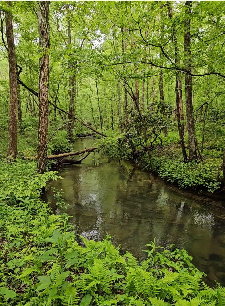 0 Big Mine Road Palmer, TN 37365 - Photo 7 of 19 a view of lake