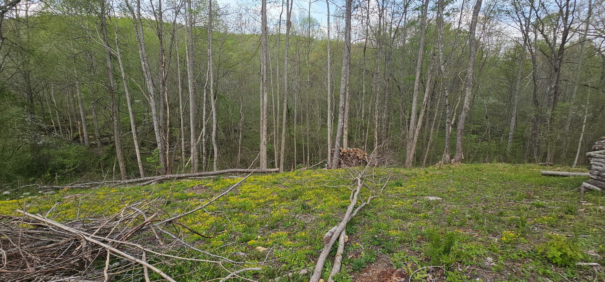 0 Big Mine Road Palmer, TN 37365 - Photo 8 of 19 a view of a backyard
