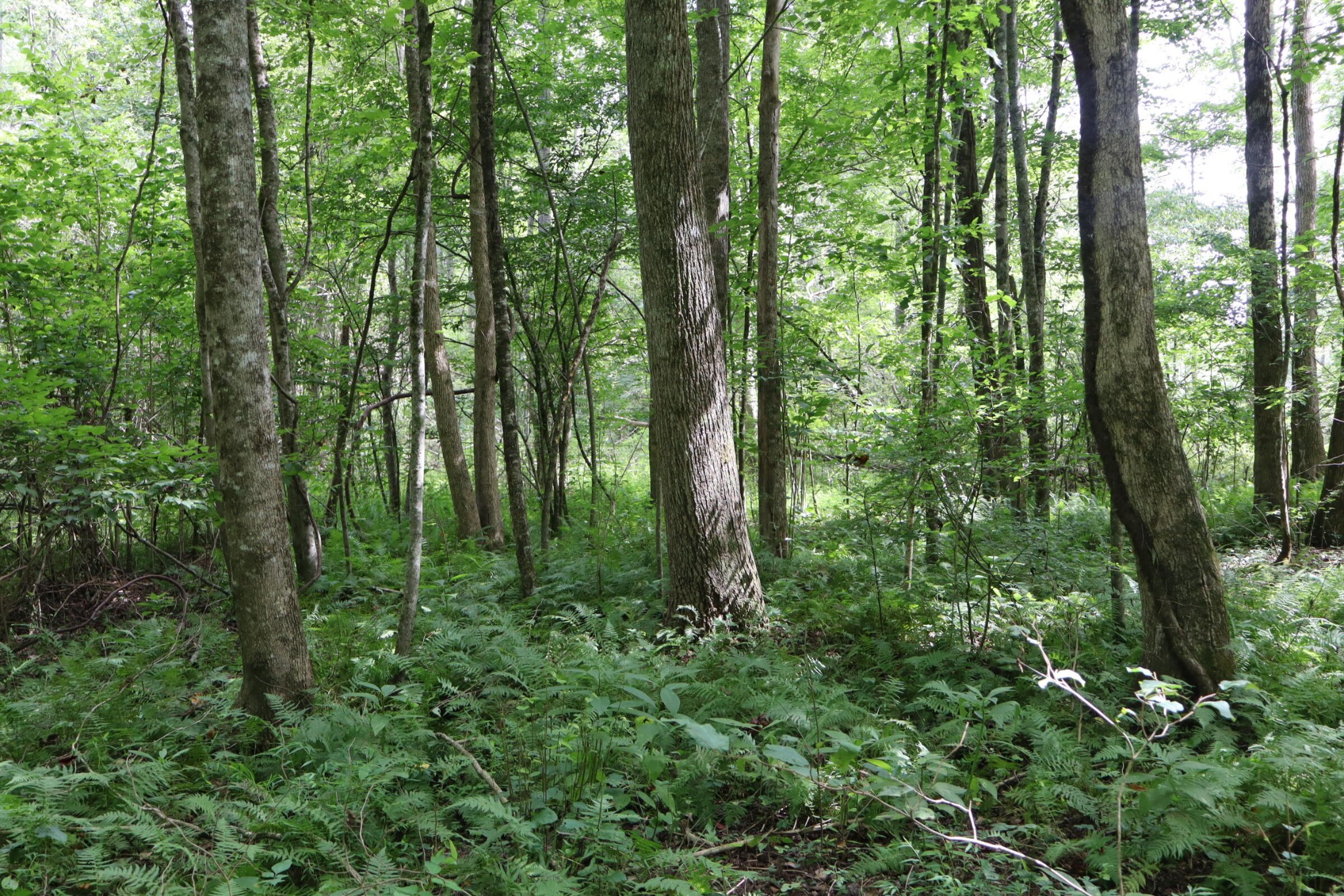 0 Big Mine Road Palmer, TN 37365 - Photo 9 of 19 a view of a forest