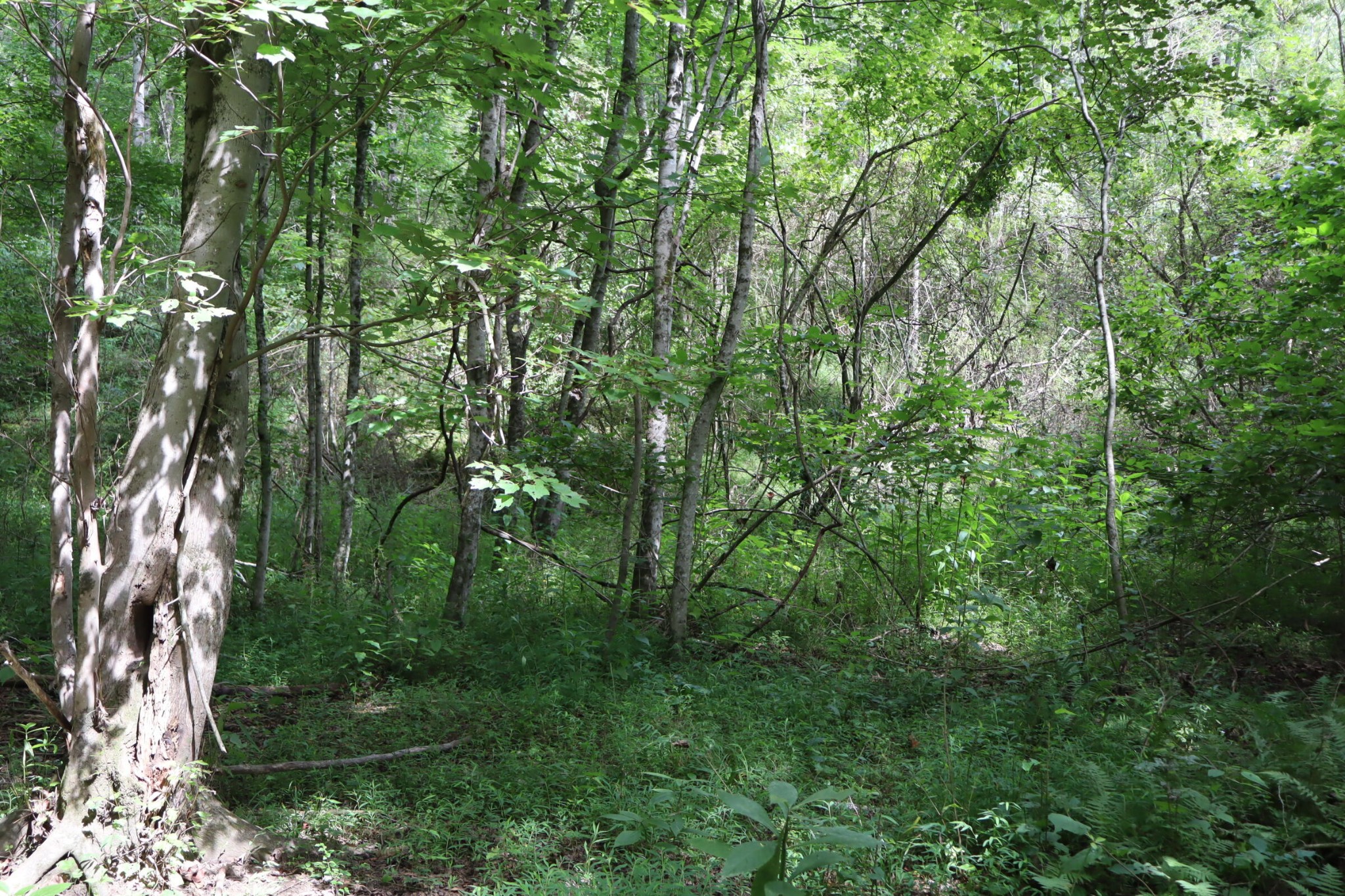 0 Big Mine Road Palmer, TN 37365 - Photo 10 of 19 a view of a yard