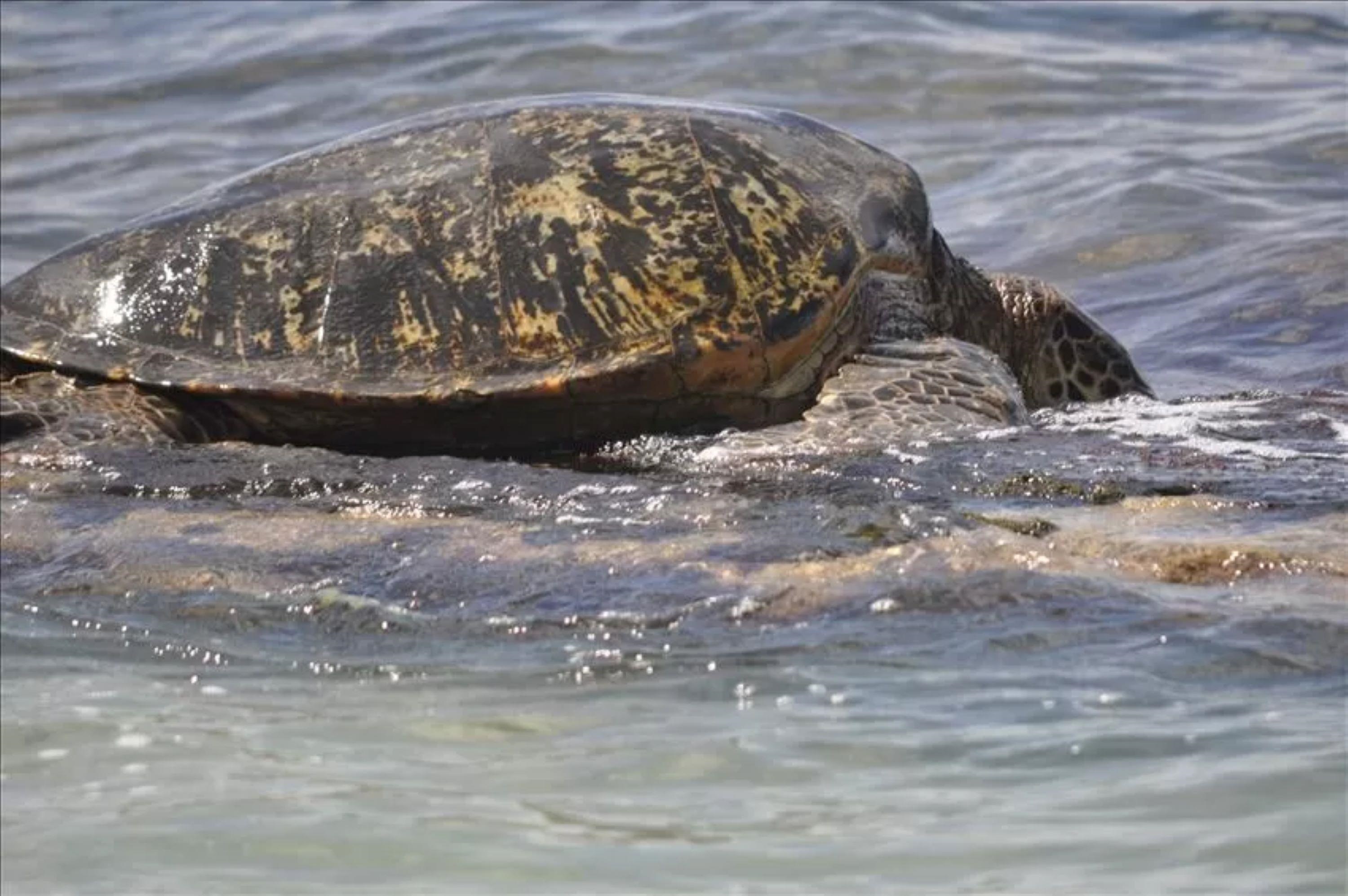 3701 Lower Honoapiilani Road, Unit 103 Lahaina, HI 96761 - Photo 27 of 29 a view of a wooden floor