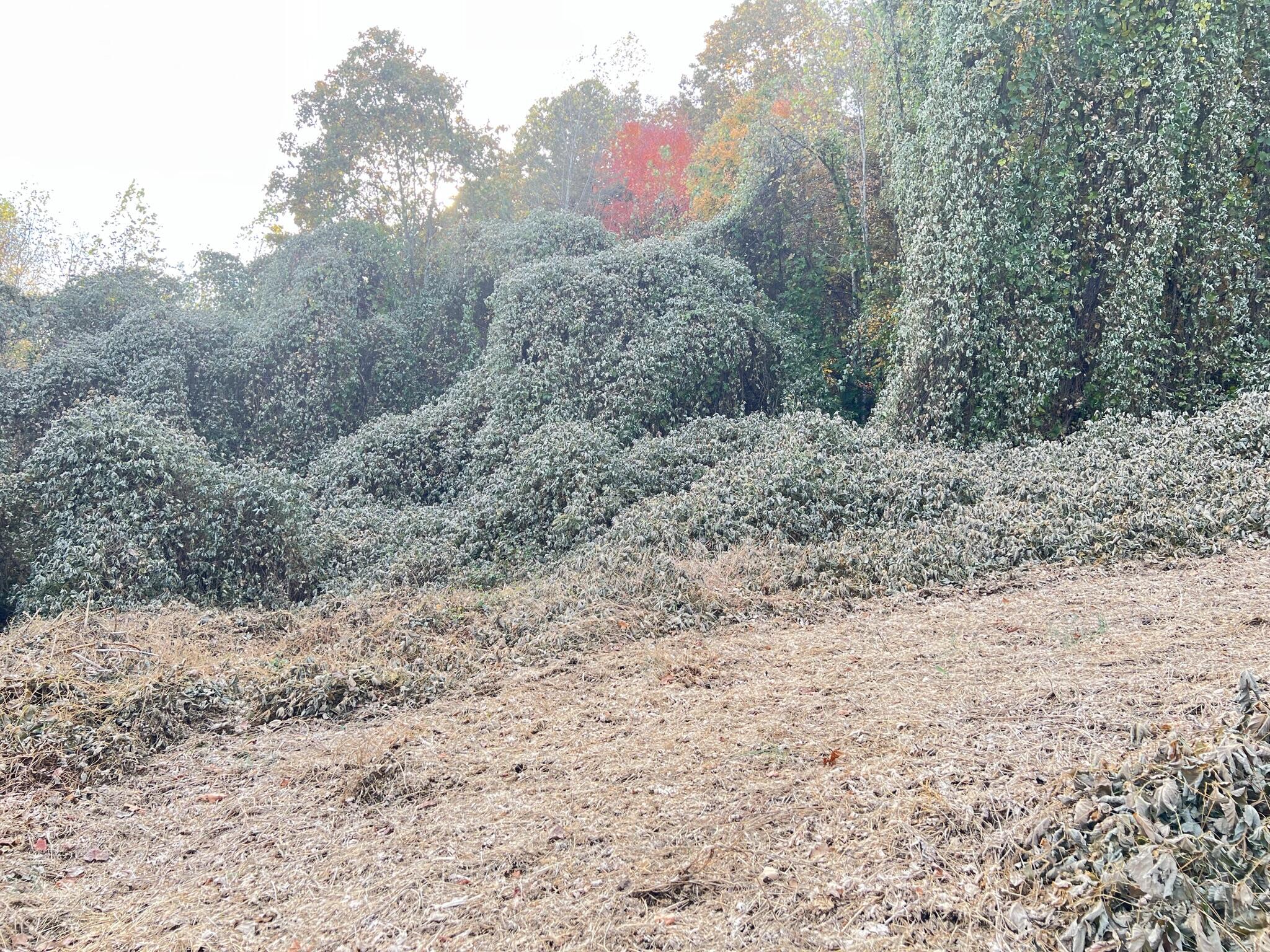 614 Gass Memorial Road Greeneville, TN 37745 - Photo 11 of 47 IMG_6840