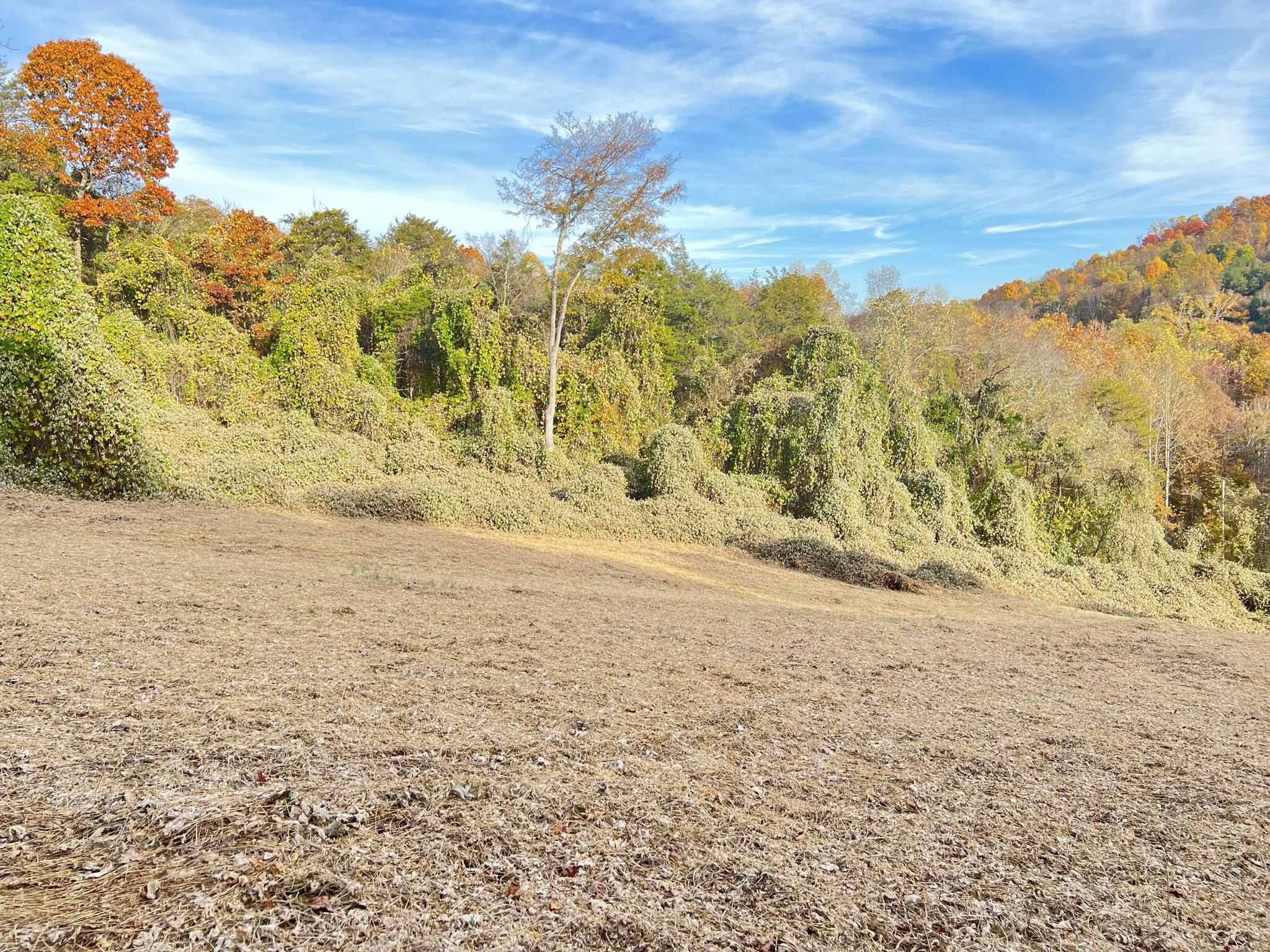 614 Gass Memorial Road Greeneville, TN 37745 - Photo 15 of 47 IMG_6844