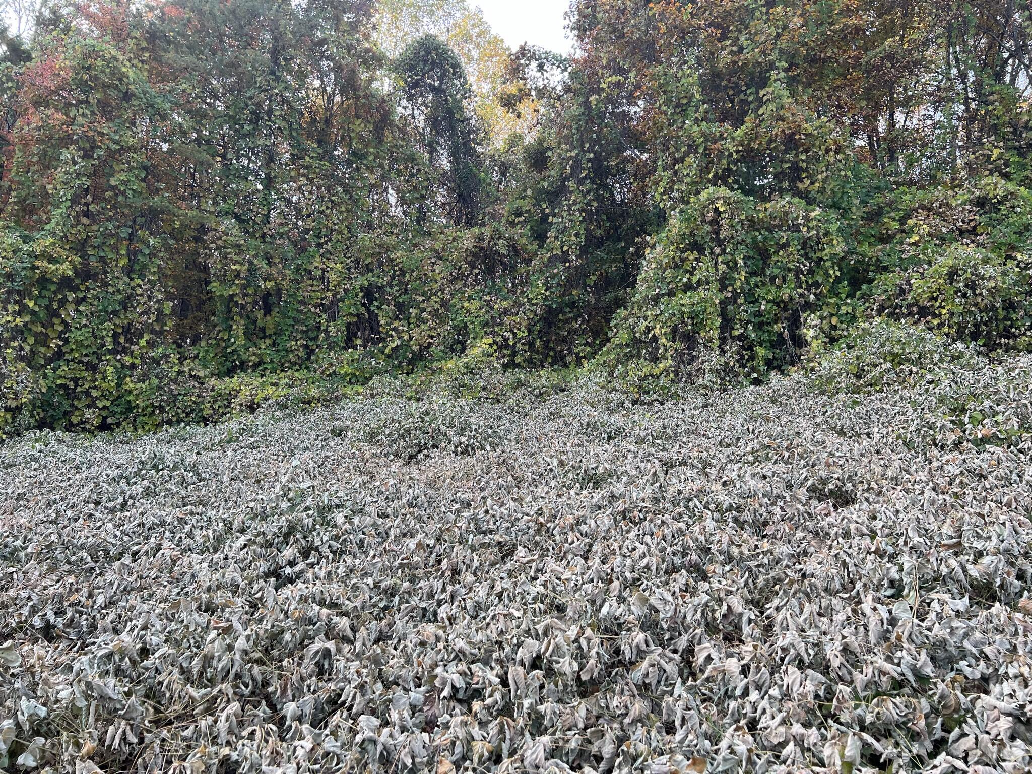 614 Gass Memorial Road Greeneville, TN 37745 - Photo 17 of 47 IMG_6846