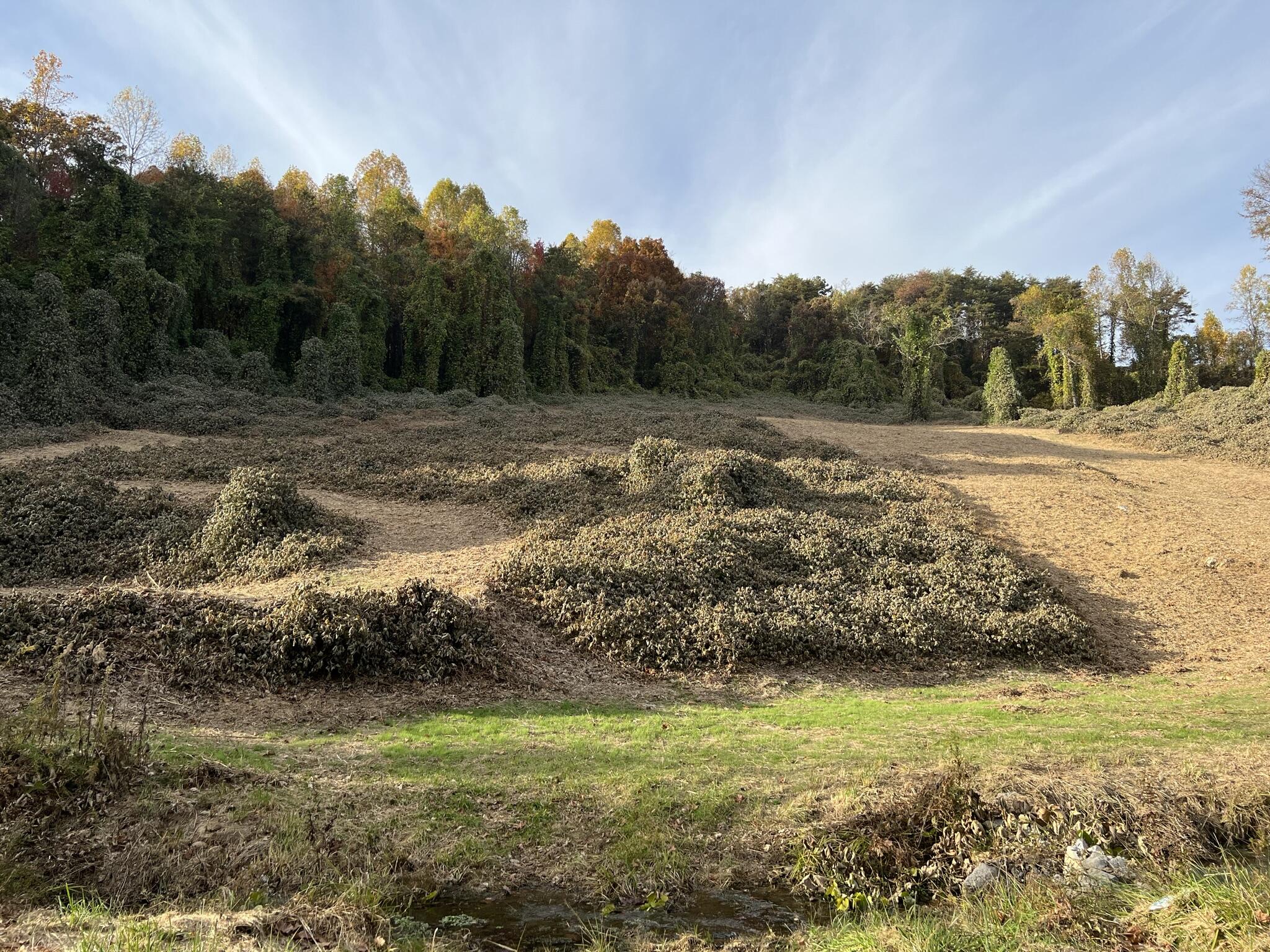 614 Gass Memorial Road Greeneville, TN 37745 - Photo 4 of 47 IMG_6832