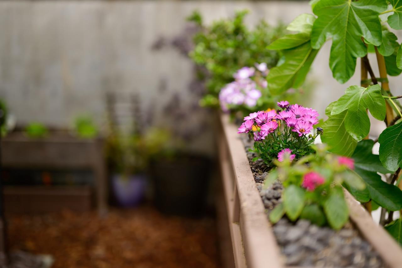 237 Bluebonnet Lane, Unit 304 Scotts Valley, CA 95066 - Photo 67 of 79 a view of a flower