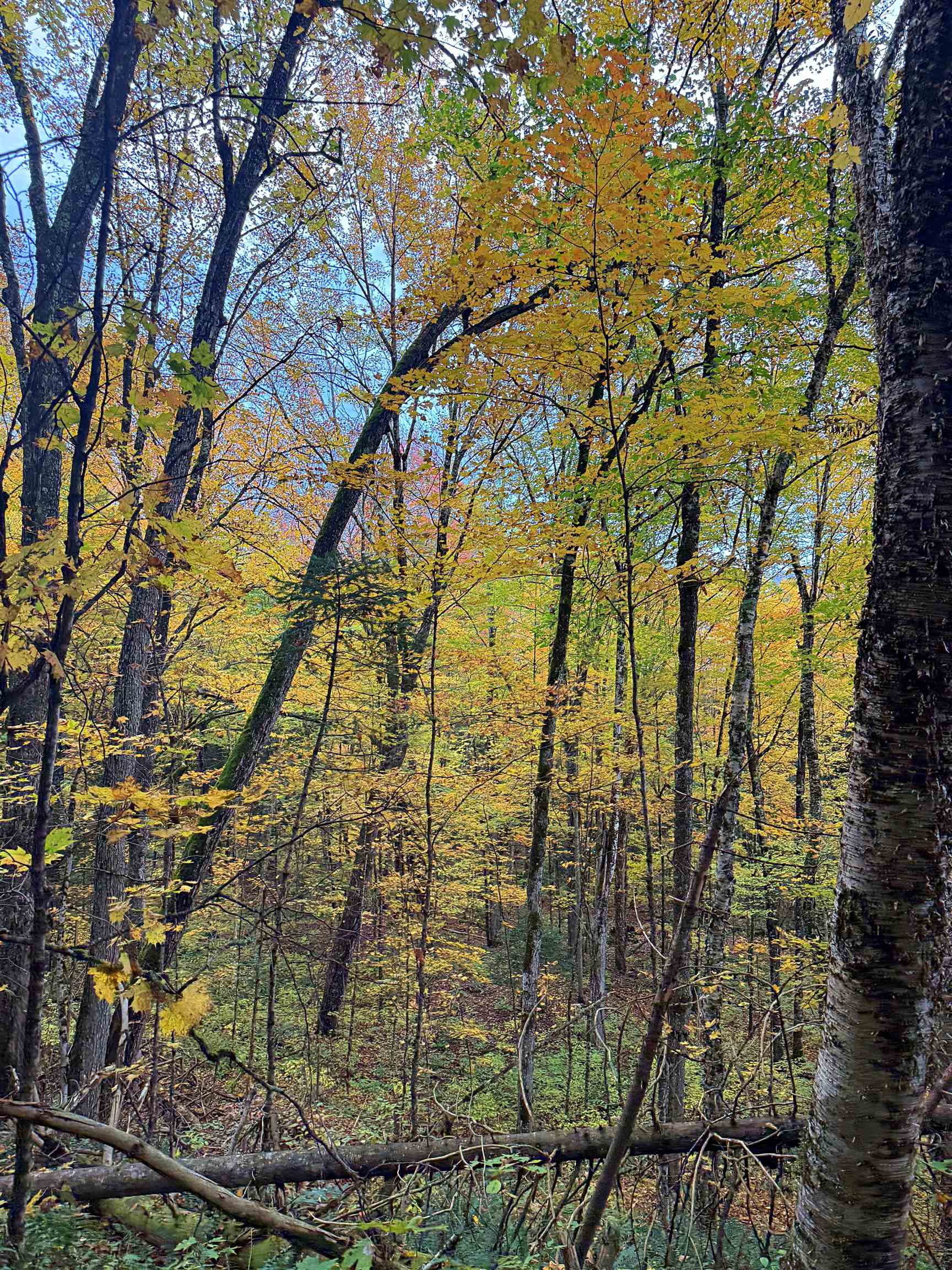 0 Darling Hill Road Lyndonville, VT 05851 - Photo 42 of 43