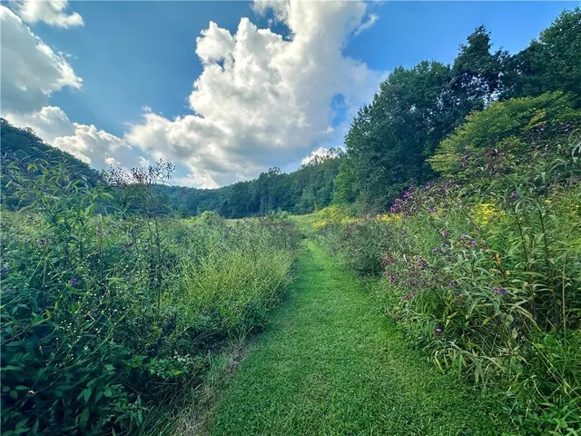 a view of a forest filled with trees