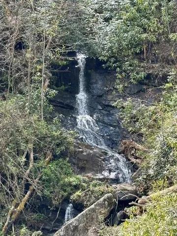 a view of path in between of two and trees