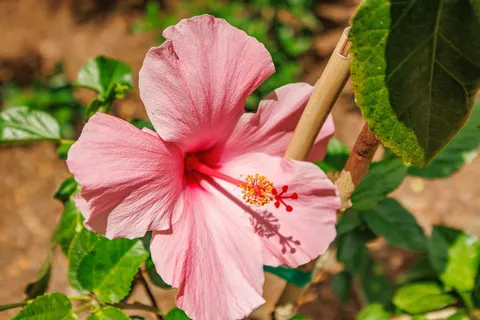 $475,000 | 3543 Lower Honoapiilani Road, Unit D204, Lahaina, HI 96761