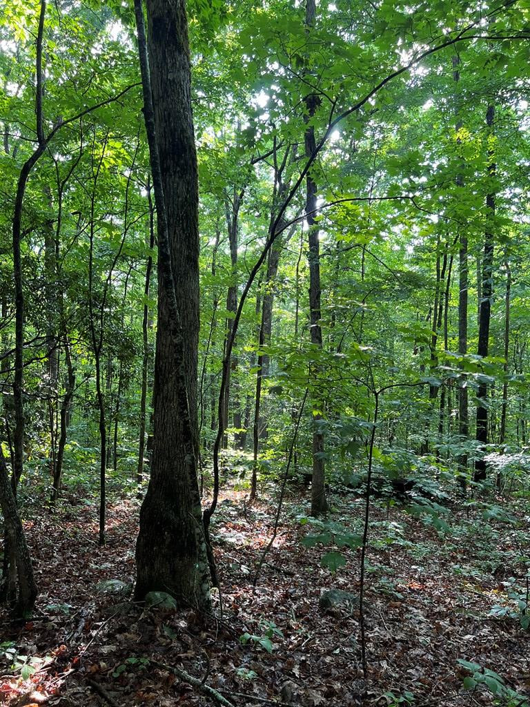 0 Laurel Drive Marble, NC 28905 - Photo 28 of 42