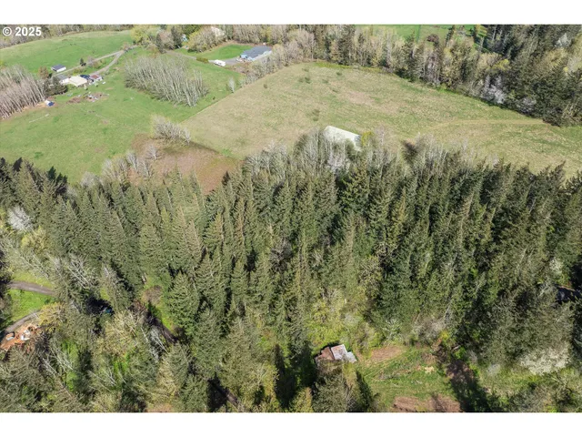 a view of a lush green forest with trees