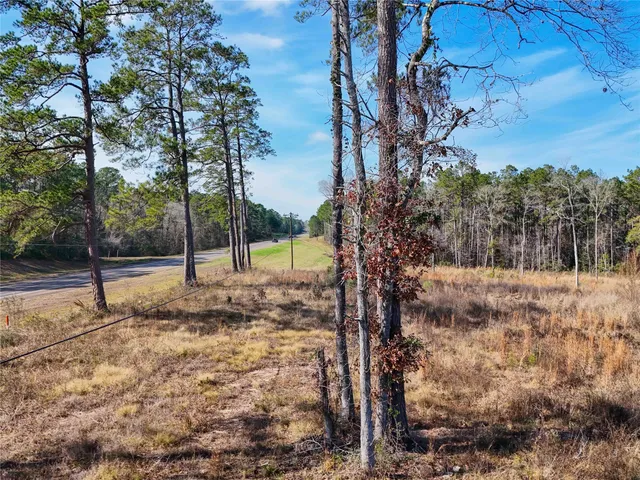 a view of a forest with a tree