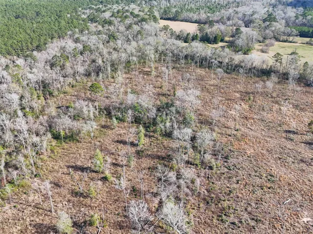 a view of a forest with a tree