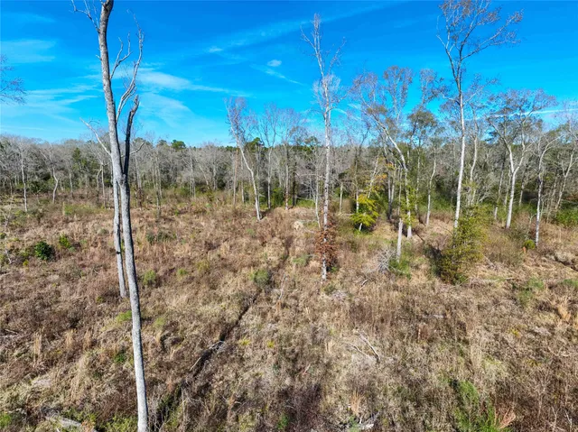 a view of a forest with trees in the background