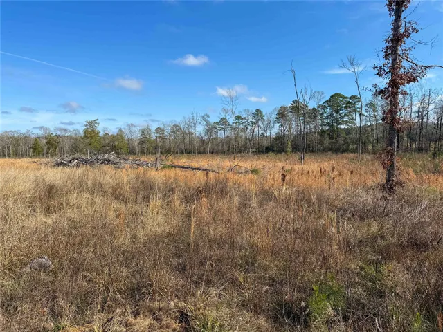 a view of lake with lots of palm trees