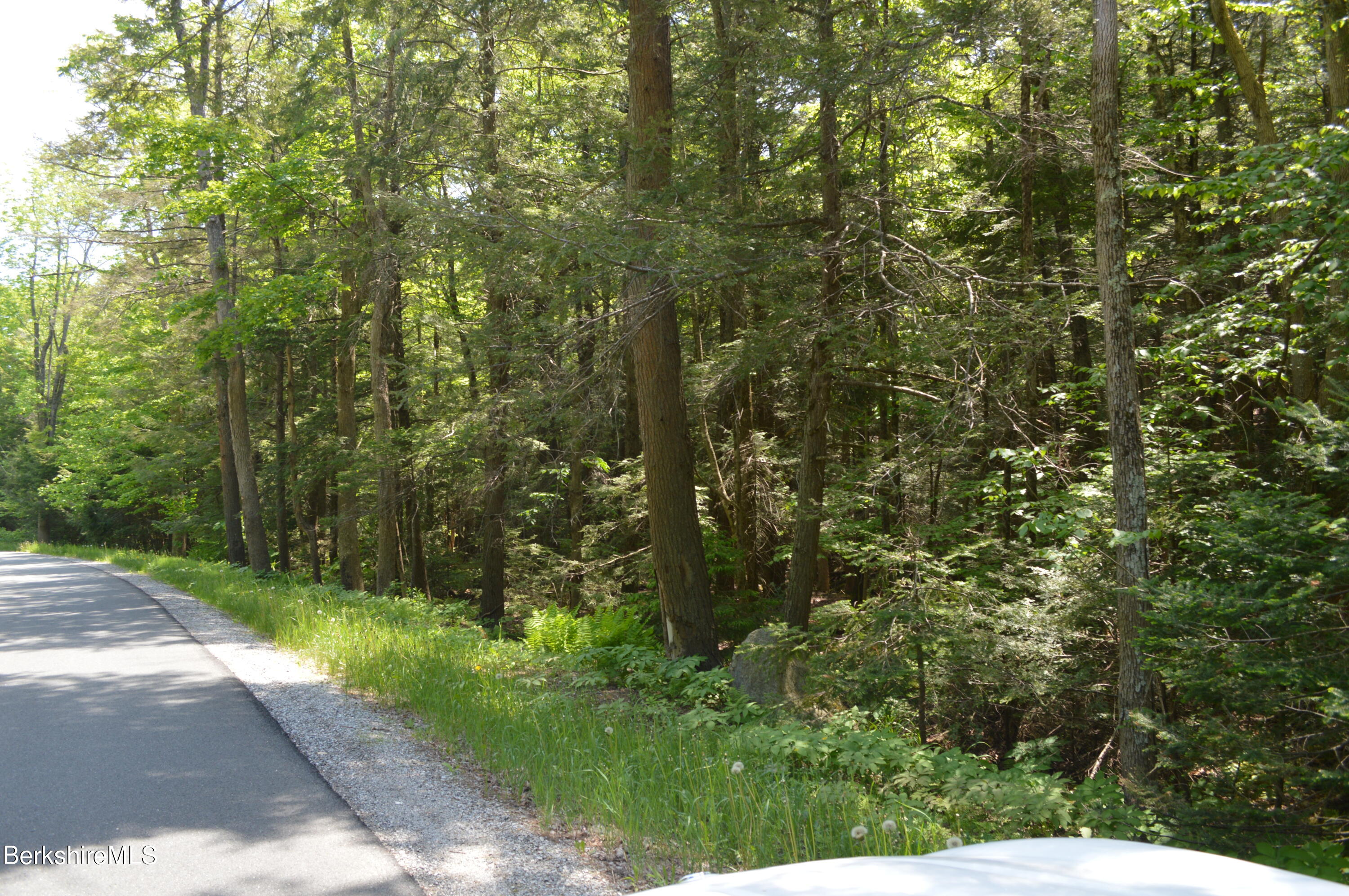 0 Bonny Rigg Hill Road Becket, MA 01223 - Photo 4 of 10 a view of a forest with a tree