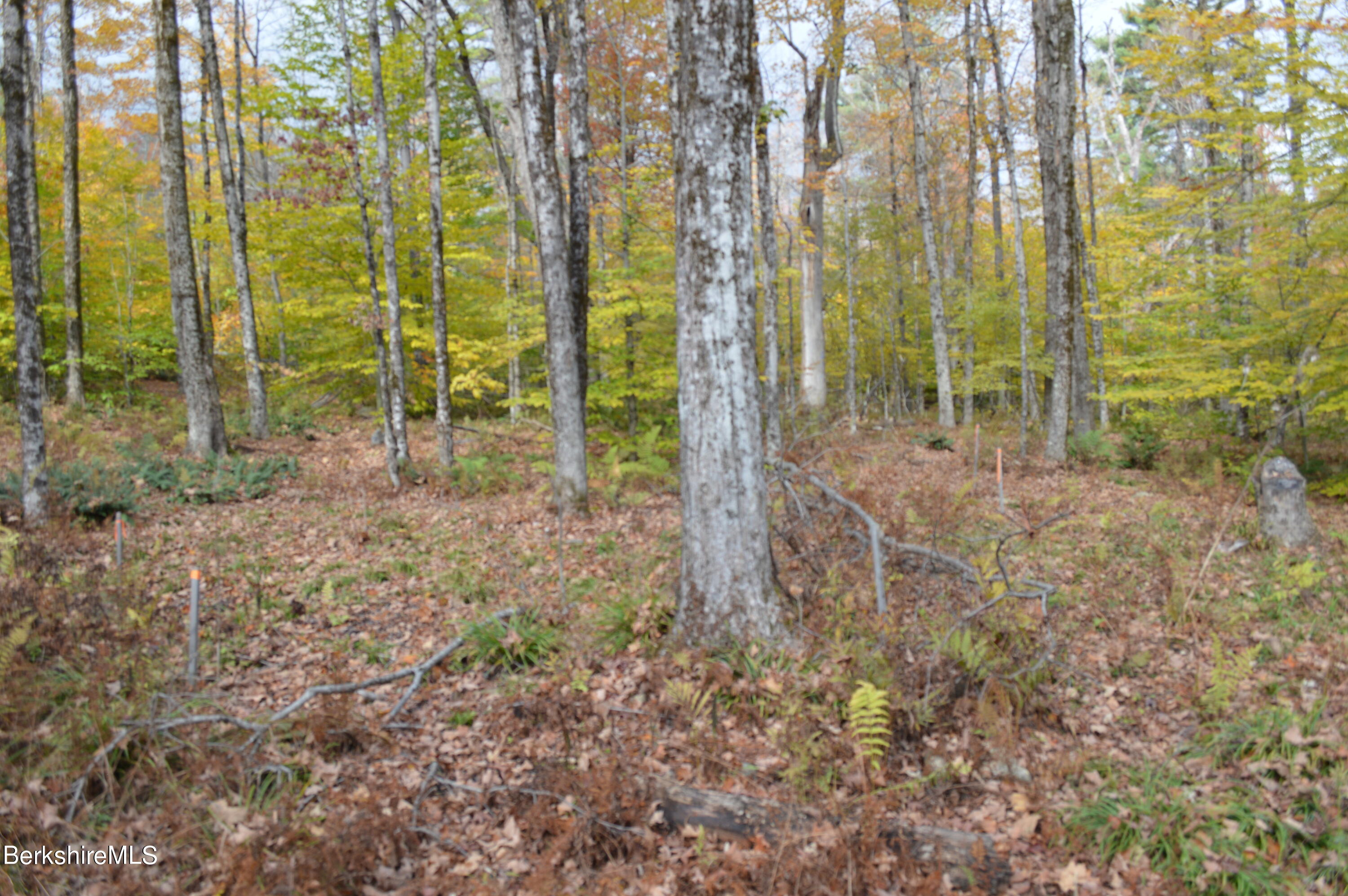 0 Bonny Rigg Hill Road Becket, MA 01223 - Photo 8 of 10 a view of three trees in a yard