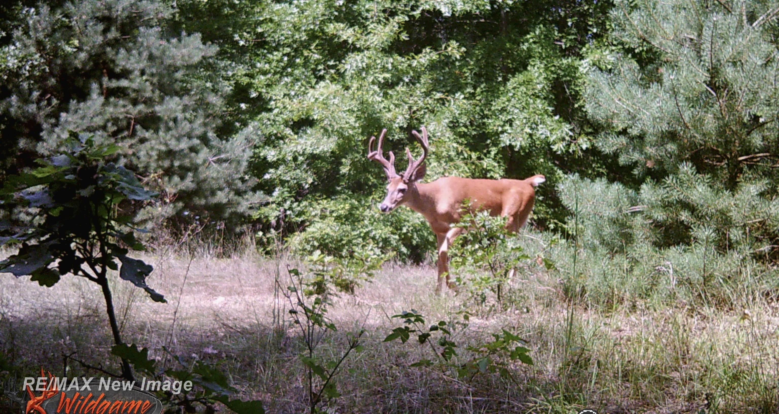 15905 West Burt Road Chesaning, MI 48616 - Photo 70 of 76 50143281-c86b50ec-bada-4500-9109-a47188c98e65.JPG